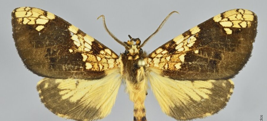 Descubren una nueva especie de mariposa en Machu Picchu 