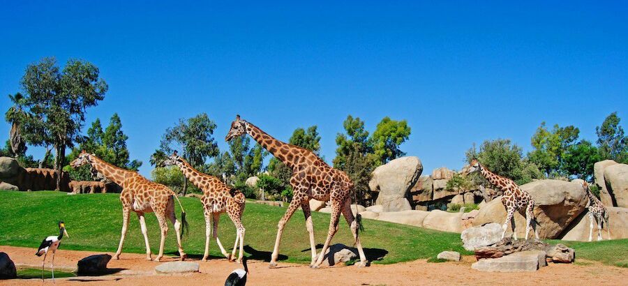 Bioparc Valencia