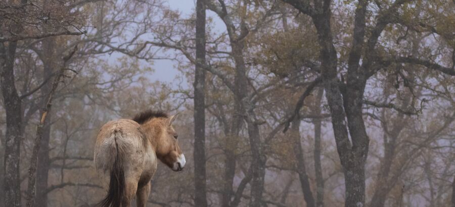 El Sistema Ibrico Sur a la vanguardia del movimiento de la renaturalizacin o rewilding en Espaa