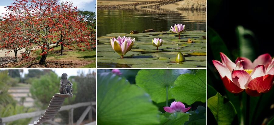 Parque botnico Celestino Mutis Un oasis de biodiversidad en Huelva