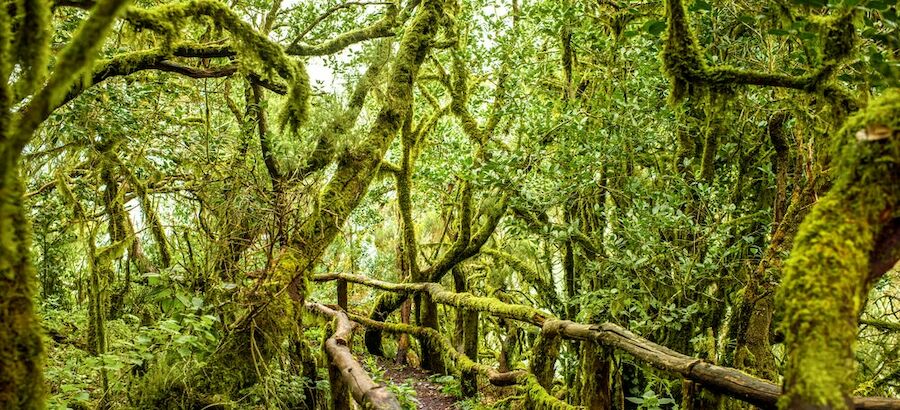 Parque Nacional de Garajonay