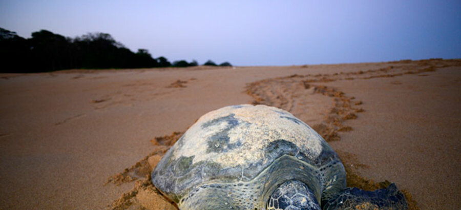 Tortuga en una de las playas de Guinea Bissau