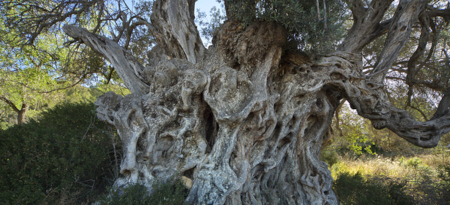 78 ejemplares forman el Catlogo de rboles singulares de Baleares 