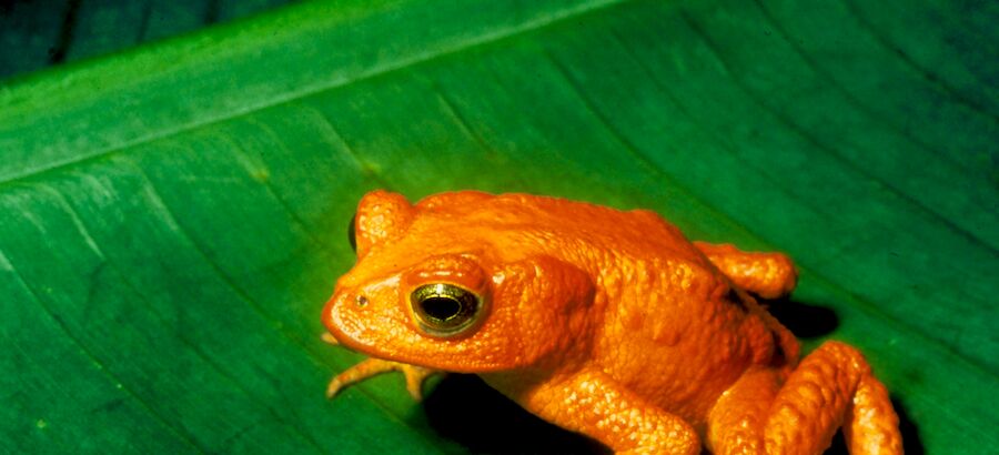 Expertos alertan sobre el peligro de extincin de anfibios en Latinoamrica 