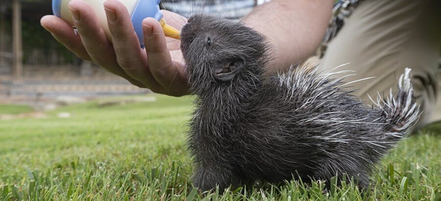 Nace el primer puercoespn sudafricano en el Bioparc de Valencia 