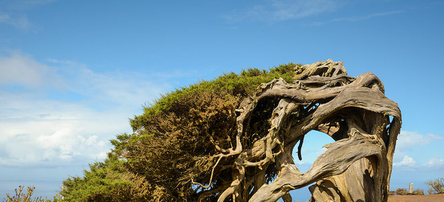 La Reserva de la Biosfera de El Hierro se incluye al corredor biolgico mundial 