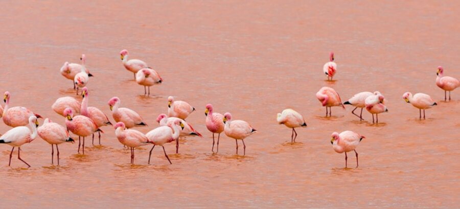 Los flamencos abandonan la colonia de cra en las Lagunas de Torrevieja 