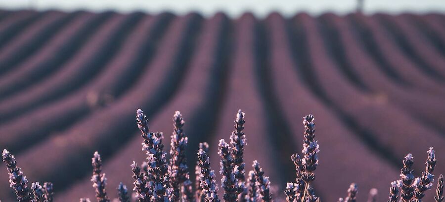 La floracin de la lavanda actividad de ecoturismo en Tiedra  