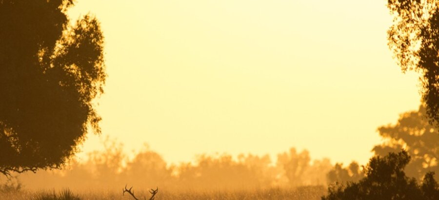 Un amanecer en Doana mejor imagen para Desarrollo Sostenible