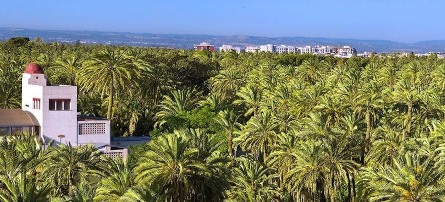 El palmeral de Elche galardonado en los Premios Ecoturismo 2021 