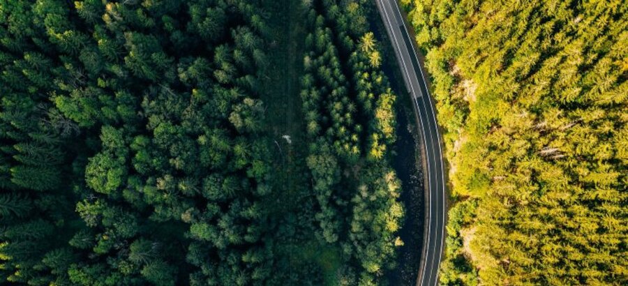 El Fondo Porvenir sembrar 2000 rboles en dos Parques Naturales de Colombia 