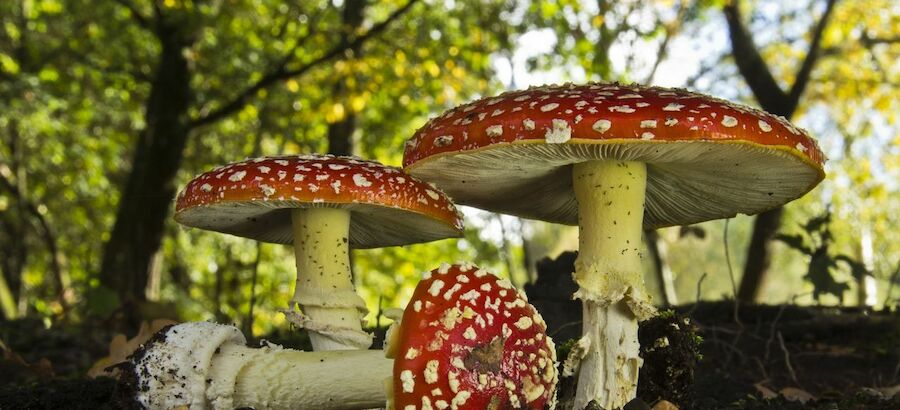 Un nuevo sendero micolgico en Salamanca potencia el ecoturismo en la zona