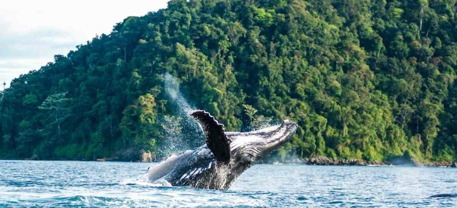 Las ballenas jorobadas llegan a las aguas ecuatorianas para formar familias 