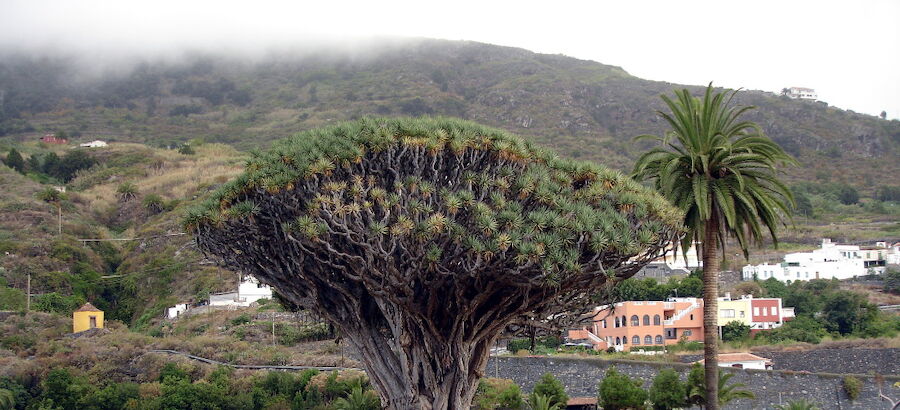 Las plantas en peligro de extincin en Espaa aumentan a 130 especies 