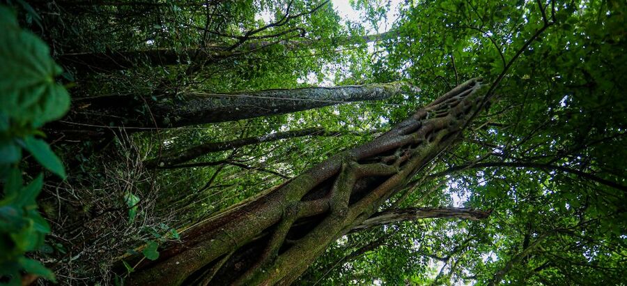 Naturaleza mgica leyendas sobre espacios naturales de Espaa 