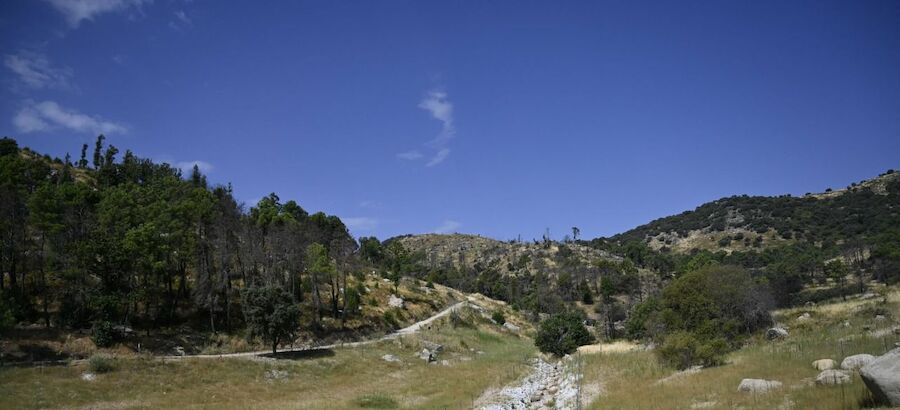 Una presa abandonada de Madrid alberga la mayor colonia de anfibios de Europa 