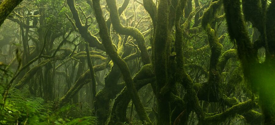 La leyenda de Gara y Jonay Parque Nacional de Garajonay