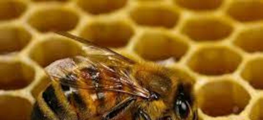 Un superalimento desarrollado en Colombia protege a las abejas de pesticidas 