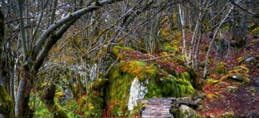 III concurso de fotografa de la Reserva Biosfera Ancares Leoneses 