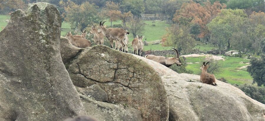 La Sierra de Guadarrama acoger el IV Encuentro NatureWatch Madrid