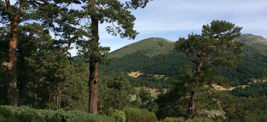 Parques Nacionales adquiere el Pinar de los Belgas en Rascafra 