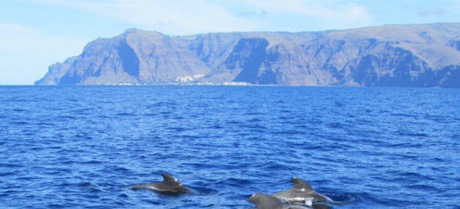 Travesas ecotursticas para la observacin de cetceos en La Gomera 