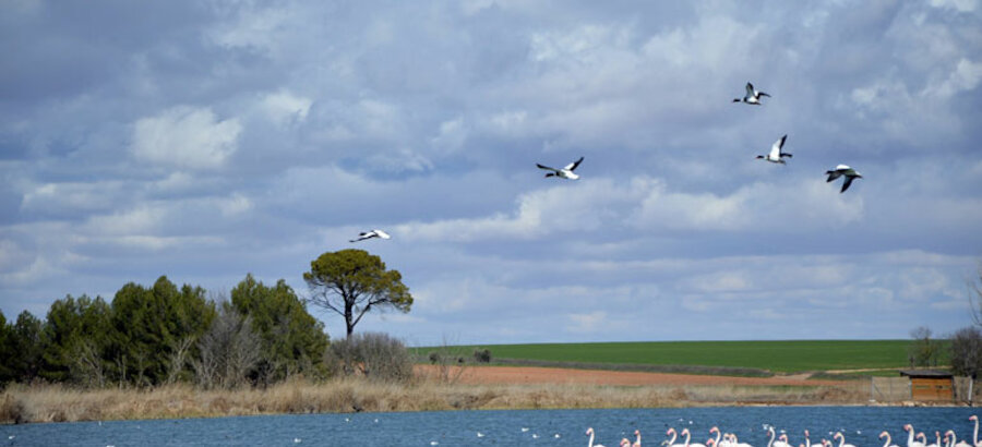 La Laguna de Navaseca en Daimiel hogar de aves acuticas 