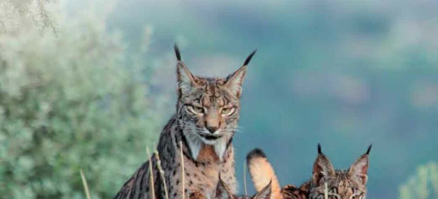 Espaa apuesta por el proyecto Sierra Moreno Territorio Lince 