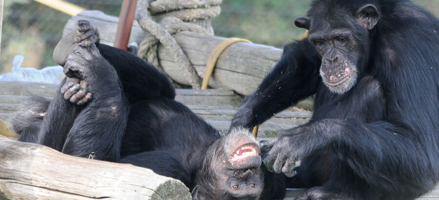 Un proyecto pionero ensea aalumnos a valorar y respetar a los primates