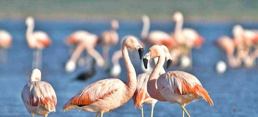 Nuevos parques nacionales para preservar la biodiversidad en Argentina 