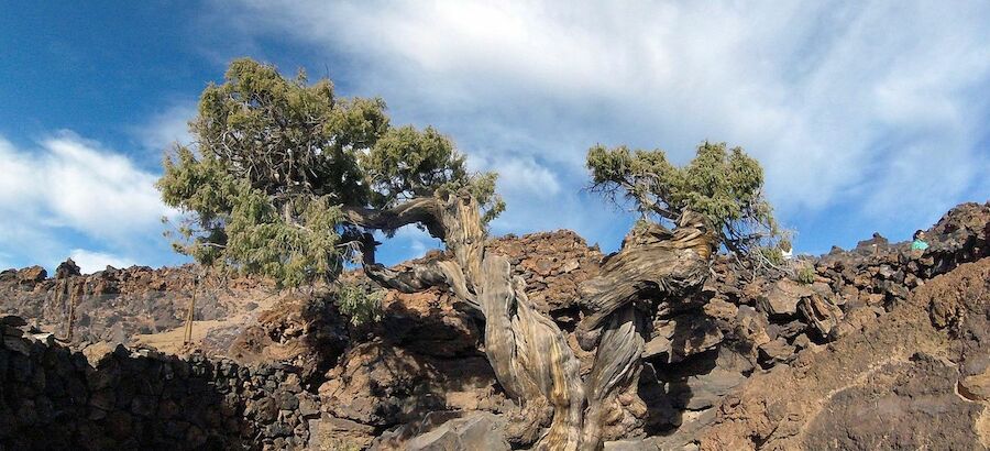 Un cedro del Parque Nacional del Teide rbol ms viejo de Europa 