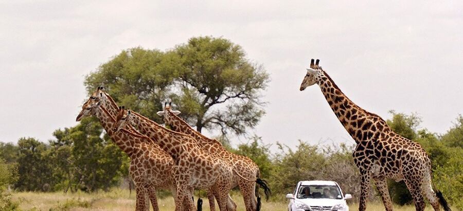 Parque Nacional Kruger Sudfrica 