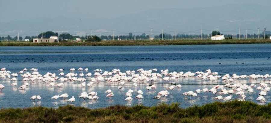 Aves acuticas en el Delta del Ebro