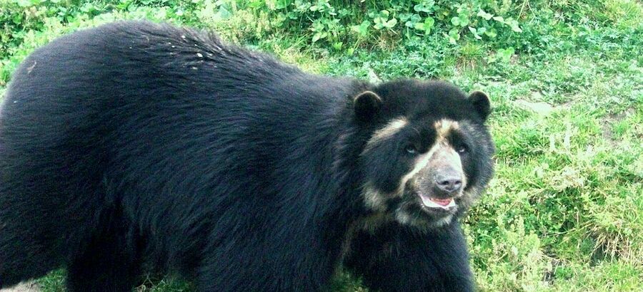 El oso andino guardin de los pramos y del agua se extiende en Colombia  