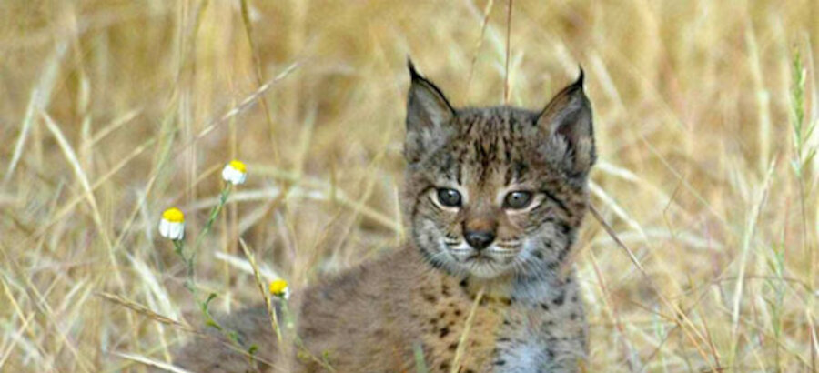 El Acebuche en Doana protagoniza los primeros partos de lince ibrico 