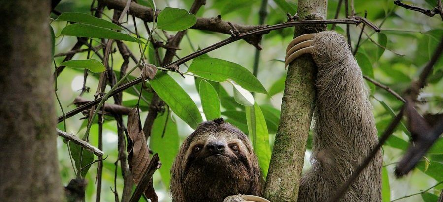 Parque Manuel Antonio Costa Rica