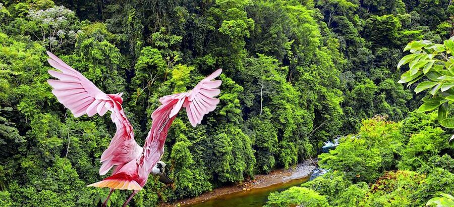 Todo lo que debes saber y visitar en Costa Rica cuna del ecoturismo  