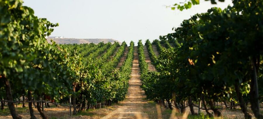 La finca vincola Raimat espacio natural visitable y gratuito 