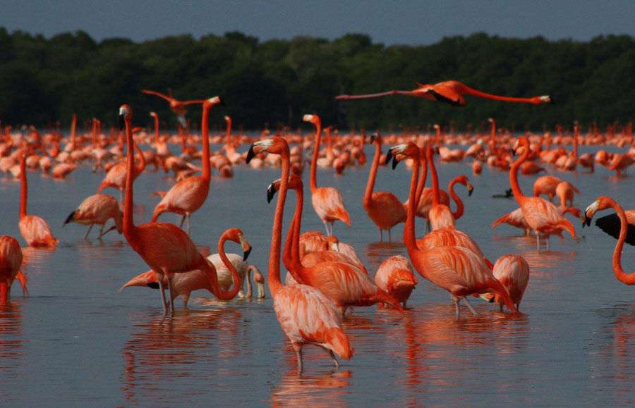 Reserva de la Biosfera Ría Celestún