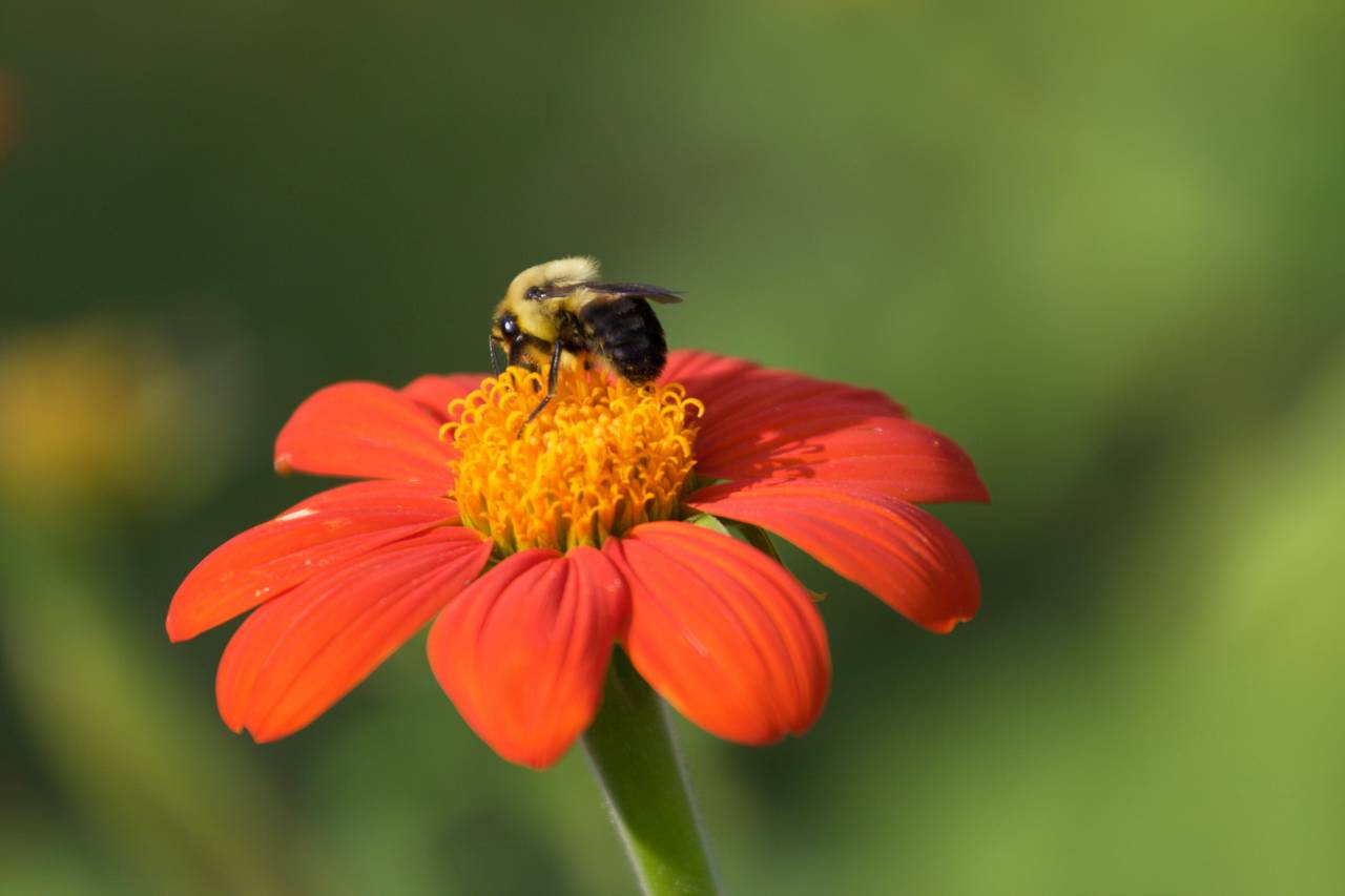 Abeja polinizando