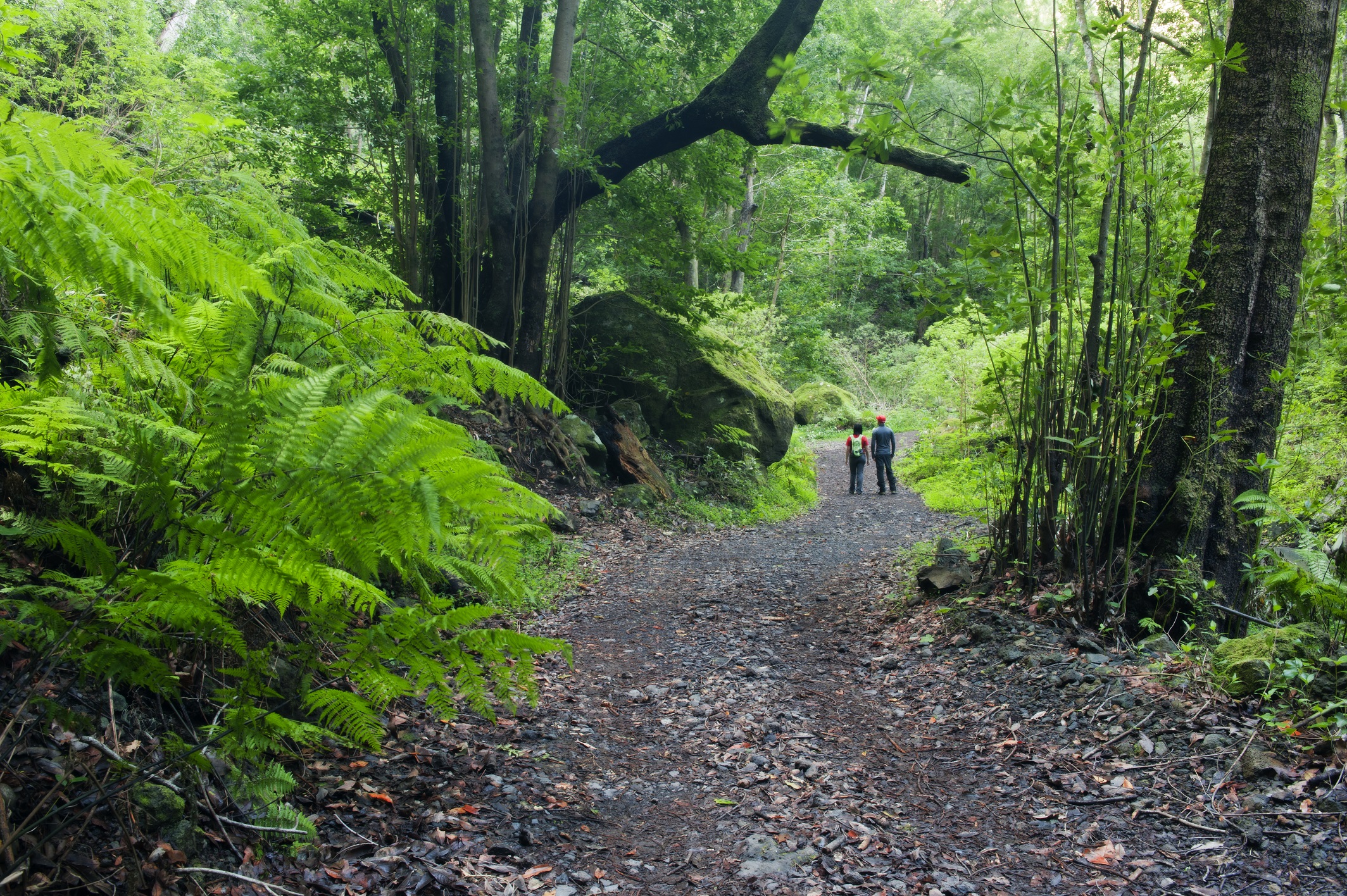 El Cubo de la Galga, La Palma, sendero