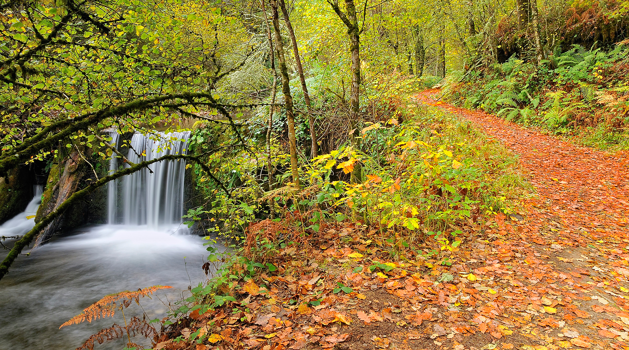 Bosque de Muniellos (Asturias) 