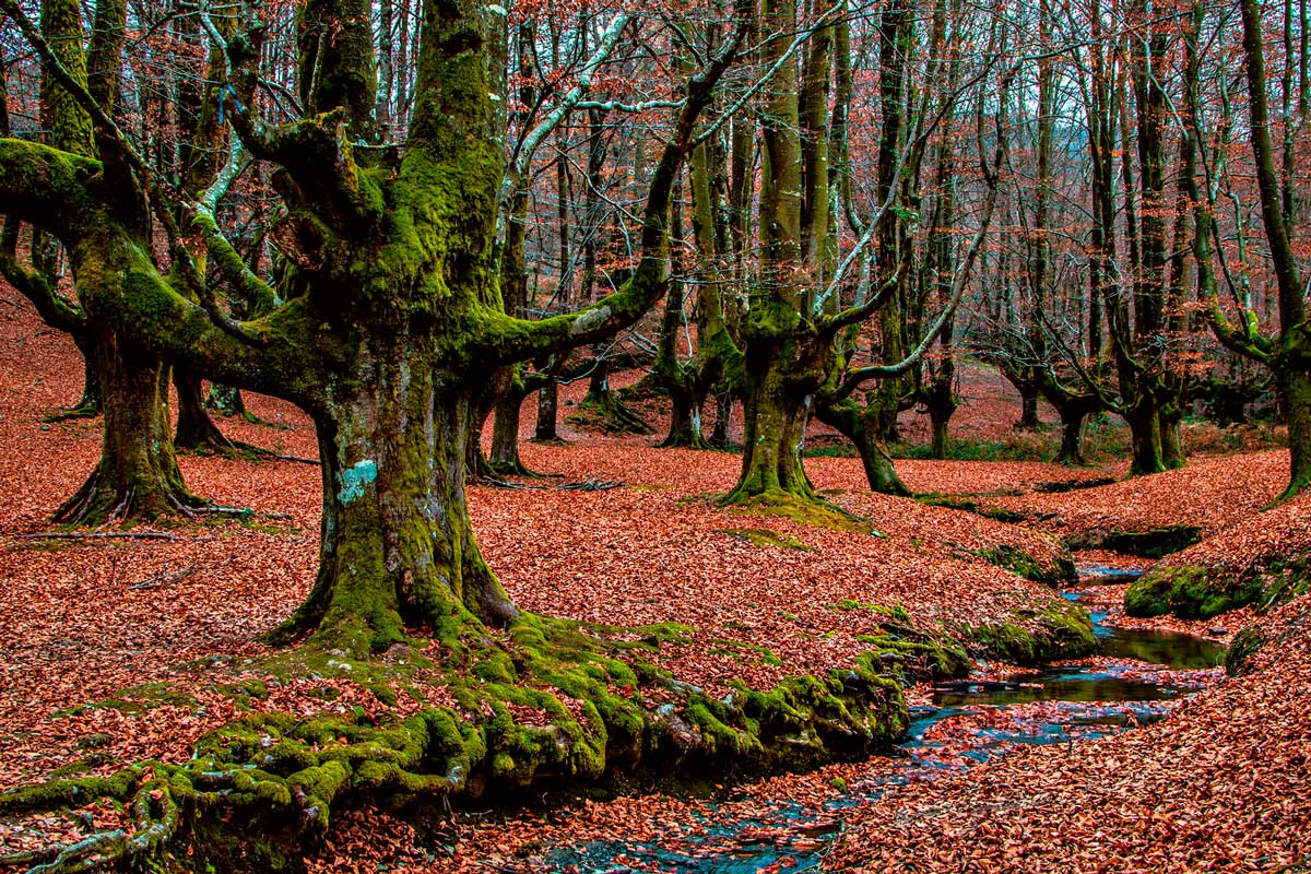 Parque Natural de Gorbeia (Euskadi)