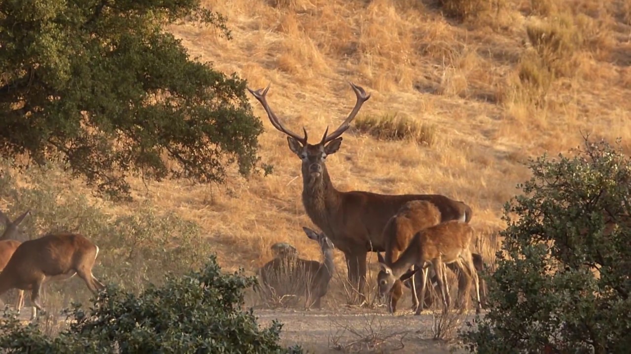 Berrea en la Sierra de Andújar 