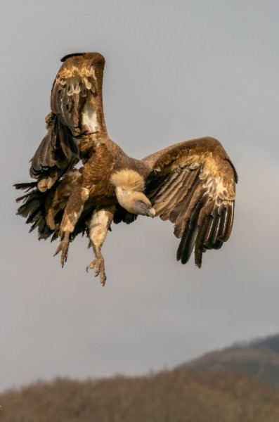 Buitre leonado