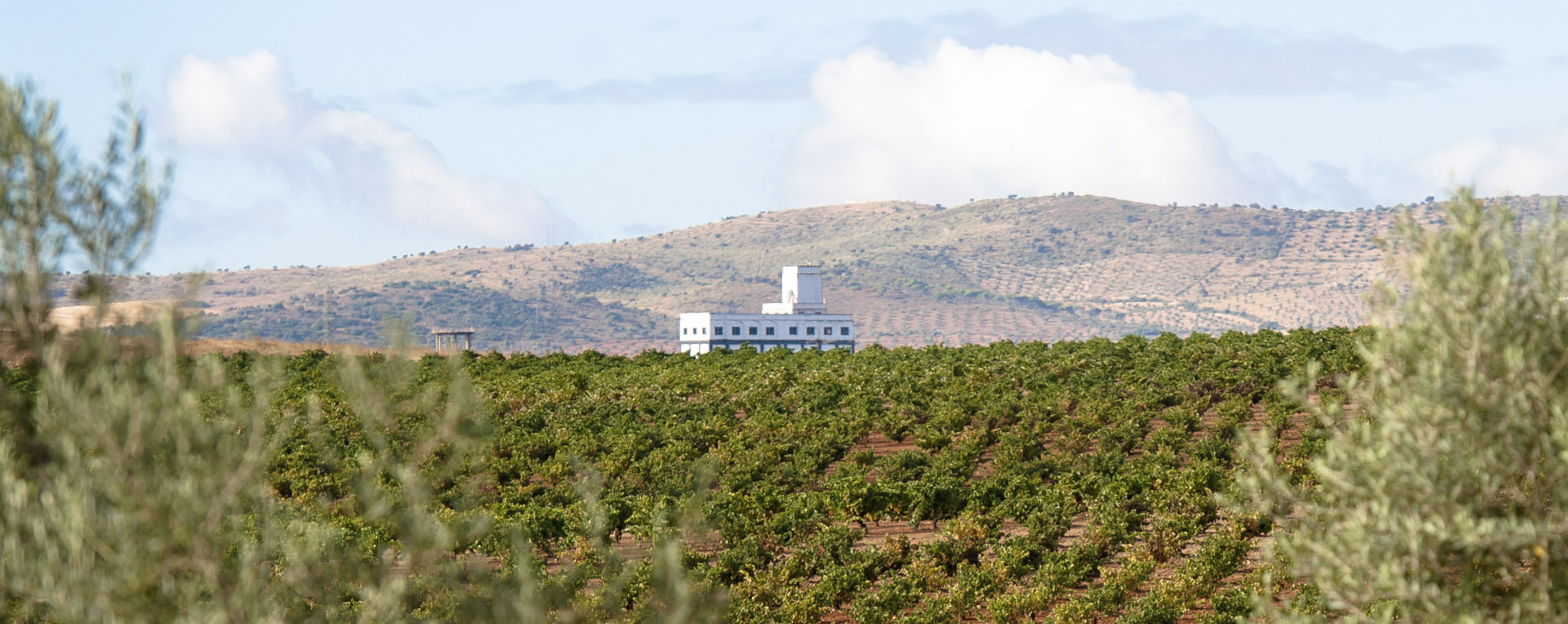 Ruta del Vino y Cava Ribera de Guadiana 