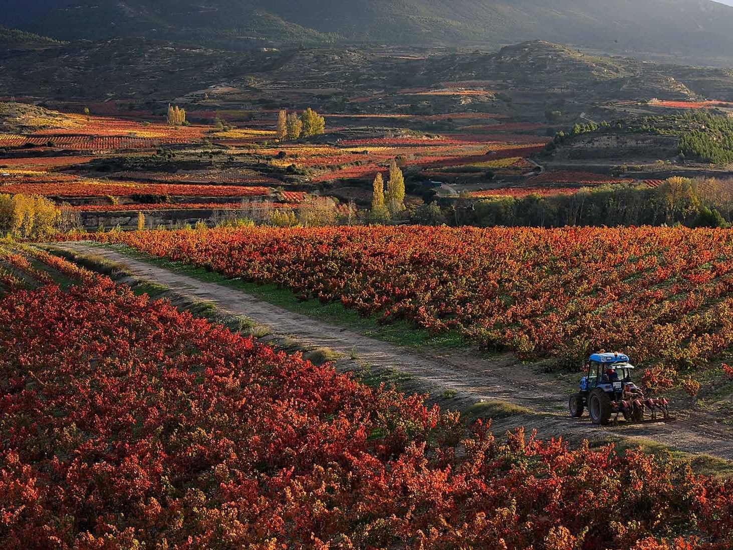 Viñas en La Rioja 