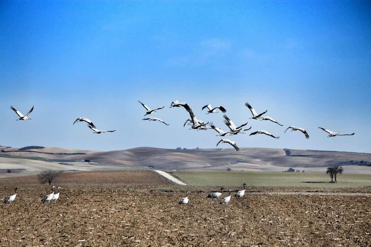 Grullas en la Laguna de El Hito