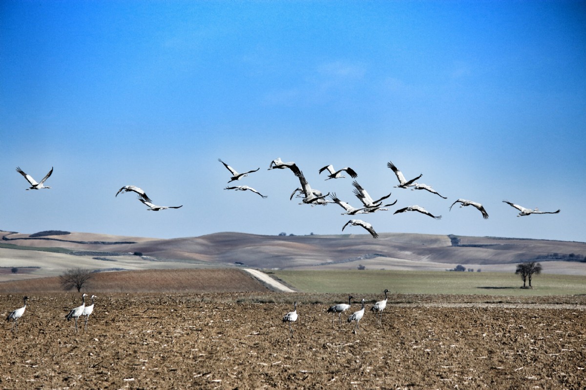 Grullas en la Laguna de El Hito