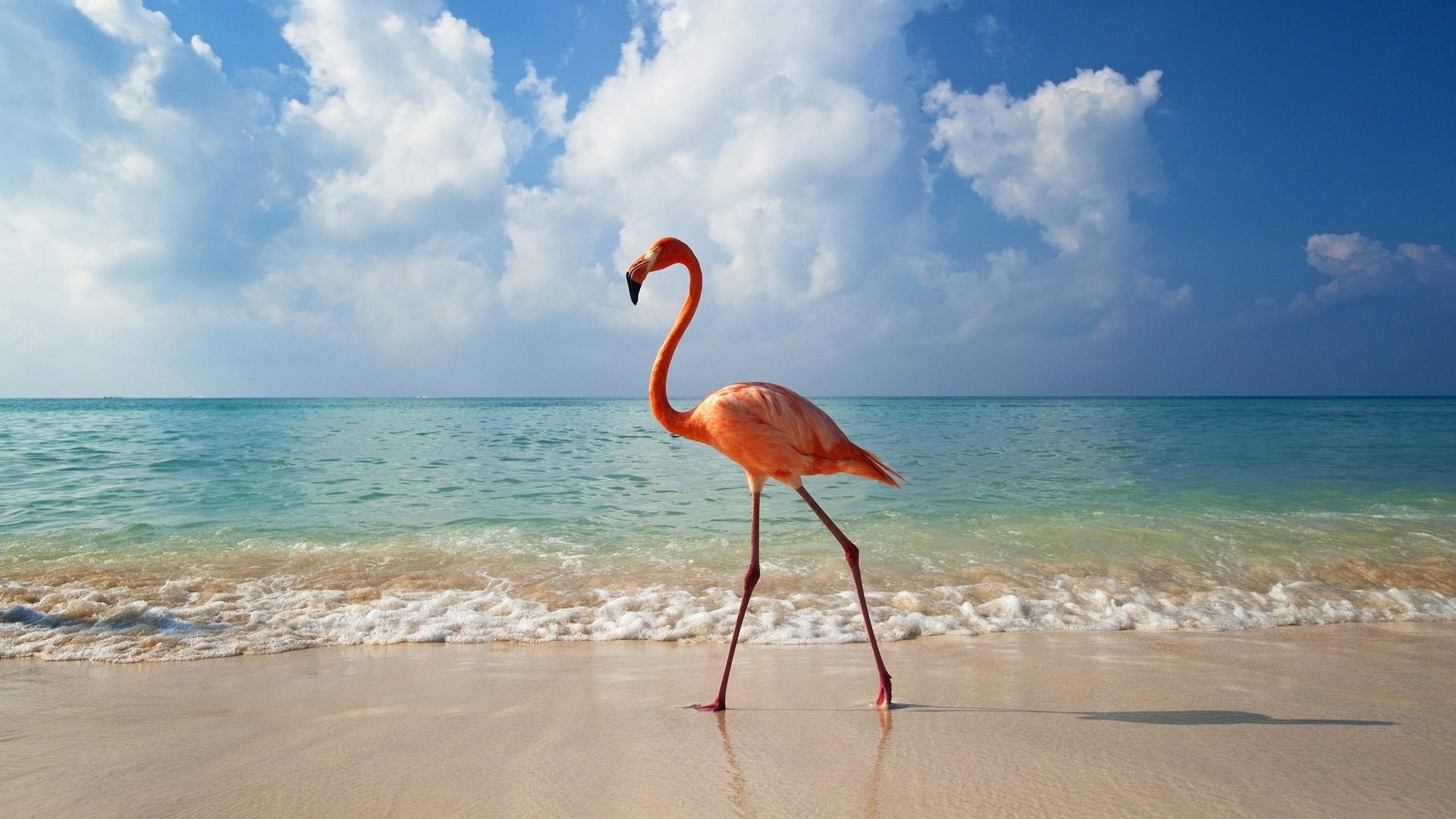 Flamencos Isla Holbox .